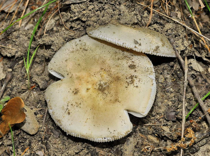 Due  piccole Russule